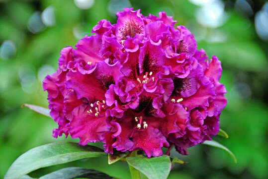Aktuell liegen dunkle Bltenfarben bei Rhododendren im Trend.