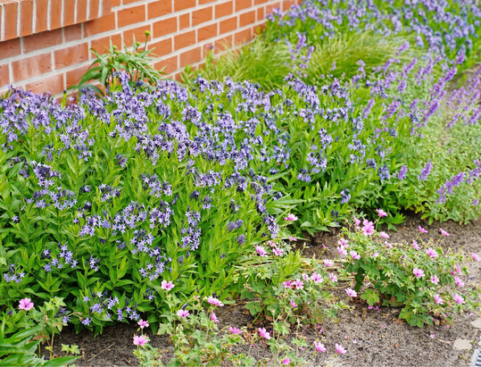 <i>Amsonia tab.</i>
"Blue Ice" präsentierte sich unter diesen Klimabedingungen Anfang des Jahres erstaulich kraftvoll.