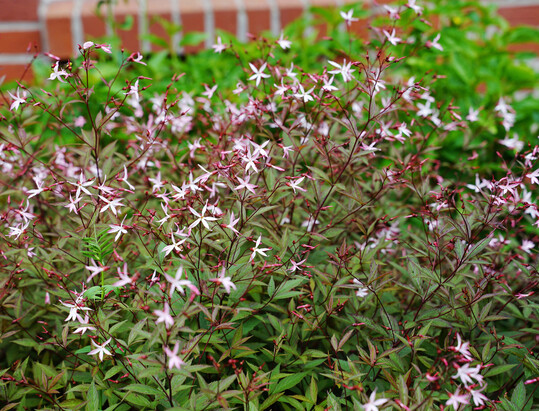 Zu den Arten, die trotz Trockenheit kraftvoll und in voller Pracht erschienen, gehört die Dreiblattspiere (
<i>Gillenia</i>
).