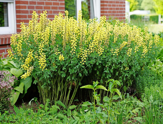 Die Färberhülse
<i> Baptisia x cultorum</i>
"Lemon Meringue’ entwickelte sich ebenfalls vital und gesund trotz Klimastress.