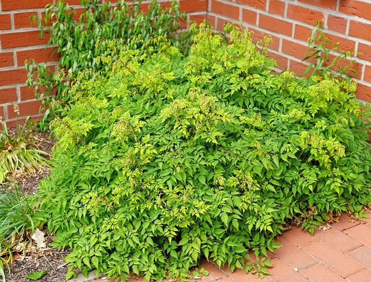 <i>Aruncus aethusifolius </i>
gehrt zu den Trockenstress toleranten Stauden.