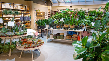 Zimmerpflanzen stehen im Mittelpunkt des Salon-Verde-Konzepts. Sie sollen hier aber nicht Gartencenter-typisch auf groen Pflanztischen prsentiert werden, sondern in einem wohnlichen Umfeld, immer in Kombination mit einem trendigen bertopf und passenden Accessoires.