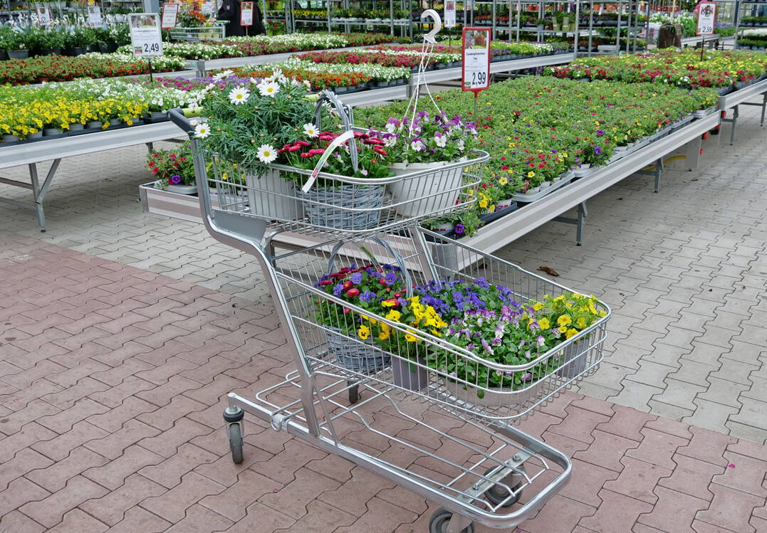 Nach einem wetterbedingt schlechten Start legte der Pflanzenverkauf in den Bau- und Gartenmrkten bis zum Ende der ersten Jahreshlfte deutlich zu. 