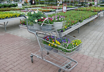 Nach einem wetterbedingt schlechten Start legte der Pflanzenverkauf in den Bau- und Gartenmrkten bis zum Ende der ersten Jahreshlfte deutlich zu. 