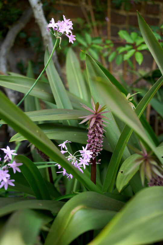 Kombination aus violetten 
<i>Tulbaghia violacea </i>
und
<i> </i>
den purpurfarbenen Ananaslilien 
<i>Eucomis comosa</i>
 Sparkling Burgundy