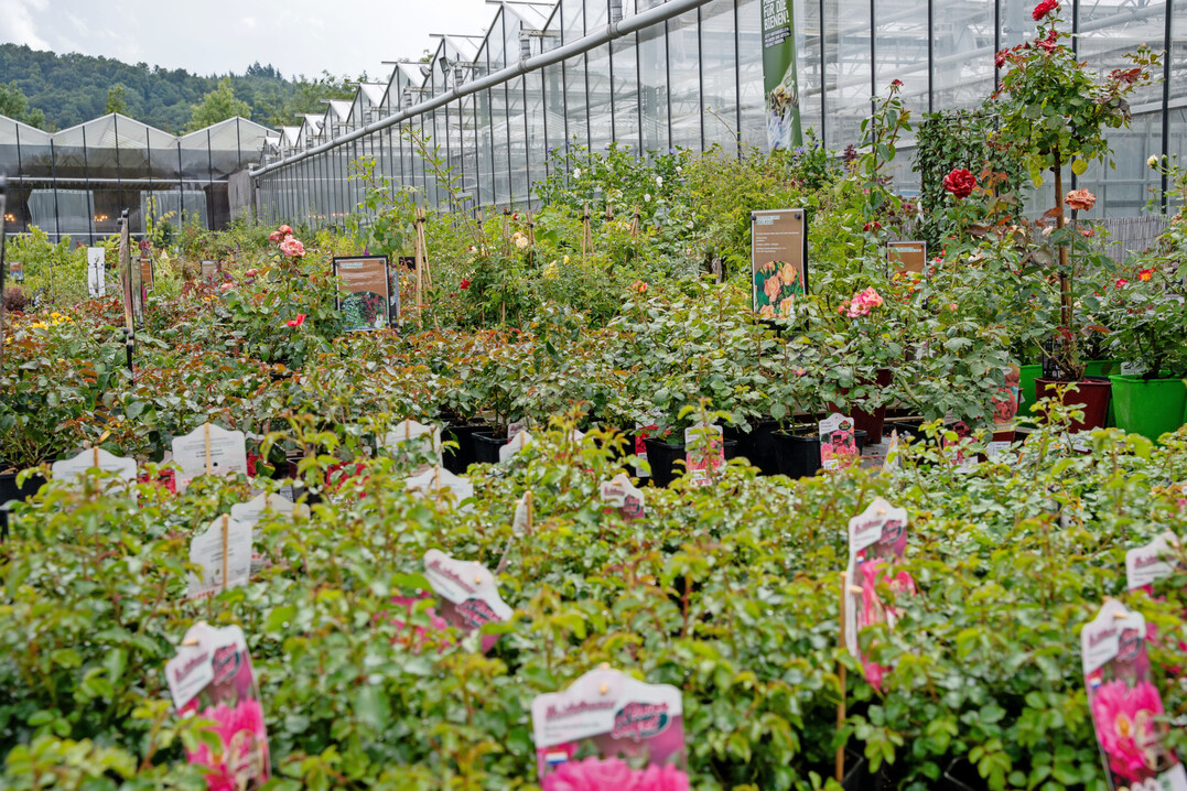 Reichhaltiges Angebot an Rosensorten