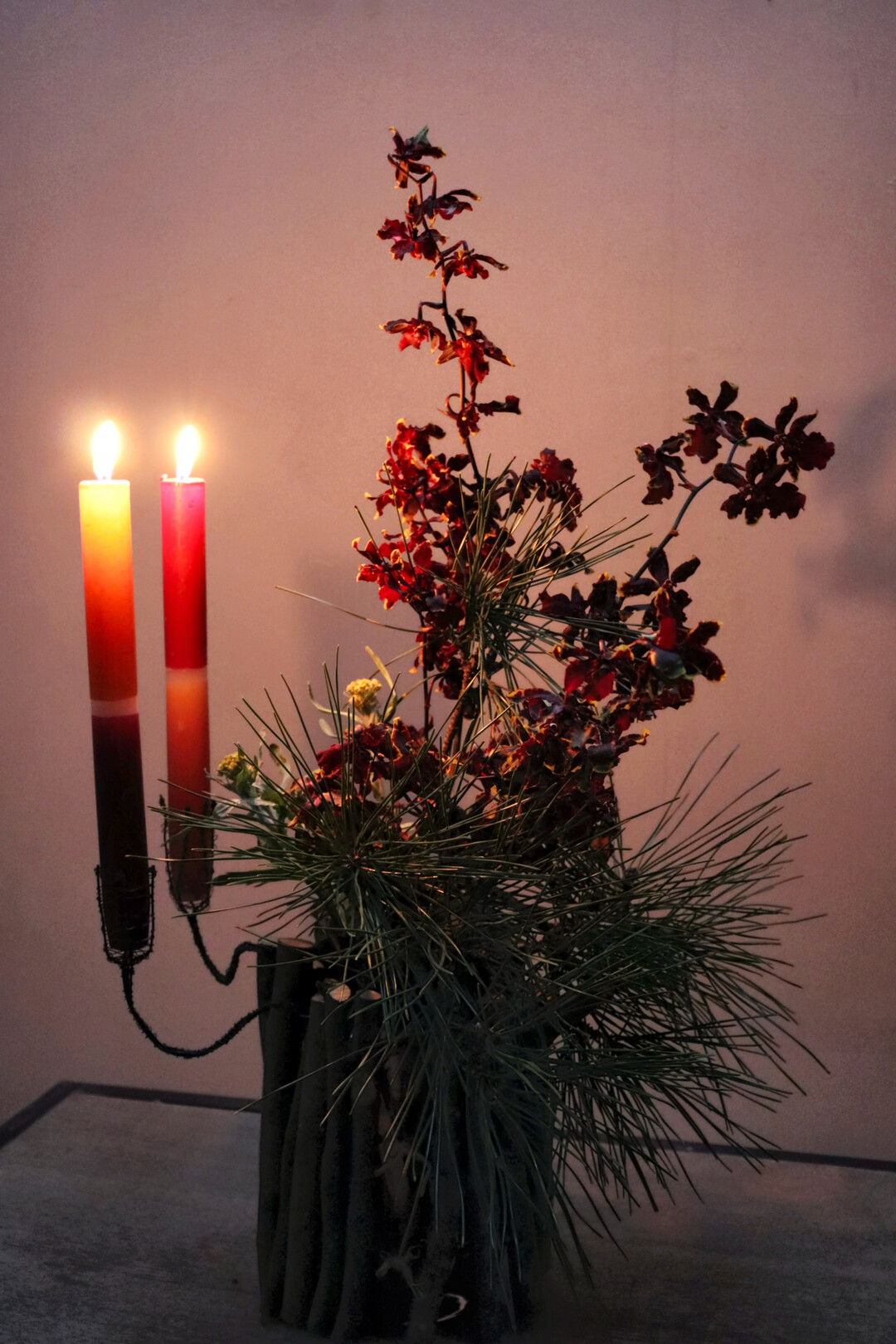 Spiel mit Hell und Dunkel: Oncidium �Black Cat� und Kiefernzweige