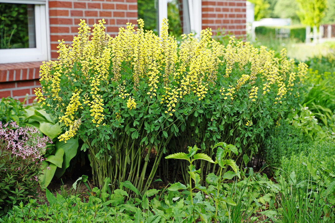 Klimaresiliente Gattungen wie Baptisia x cultorum "Lemon Meringue" rcken in den Vordergrund.