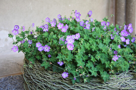 <b>Maja Hübscher</b>
setzte monochrom Storchenschnabel in ein aus feinen Pfeifenwindenranken gewundenes Objekt. Mit ihrem wilden Charme bildeten die Pflanzen einen interessanten Kontrast zum Gefäß. Storchenschnabel umschmeichelt gewöhnlich in Beeten Rosen, Stauden und Gräser. Hier ist er in der Hauptrolle zu sehen.
