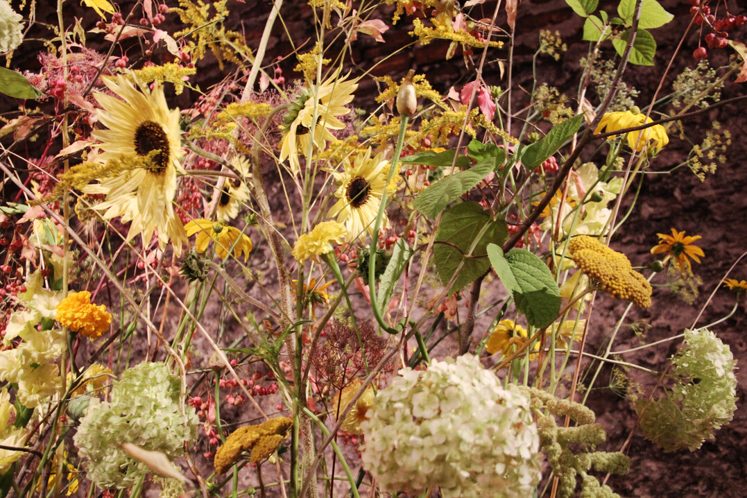 Er verwendete Sonnenblumen,
<i>Solidago</i>
, Hortensie, Pfaffenhütchen, Dahlien,
<i>Amaranthus</i>
, Fenchel,
<i>Achillea</i>
, Mohn etc.