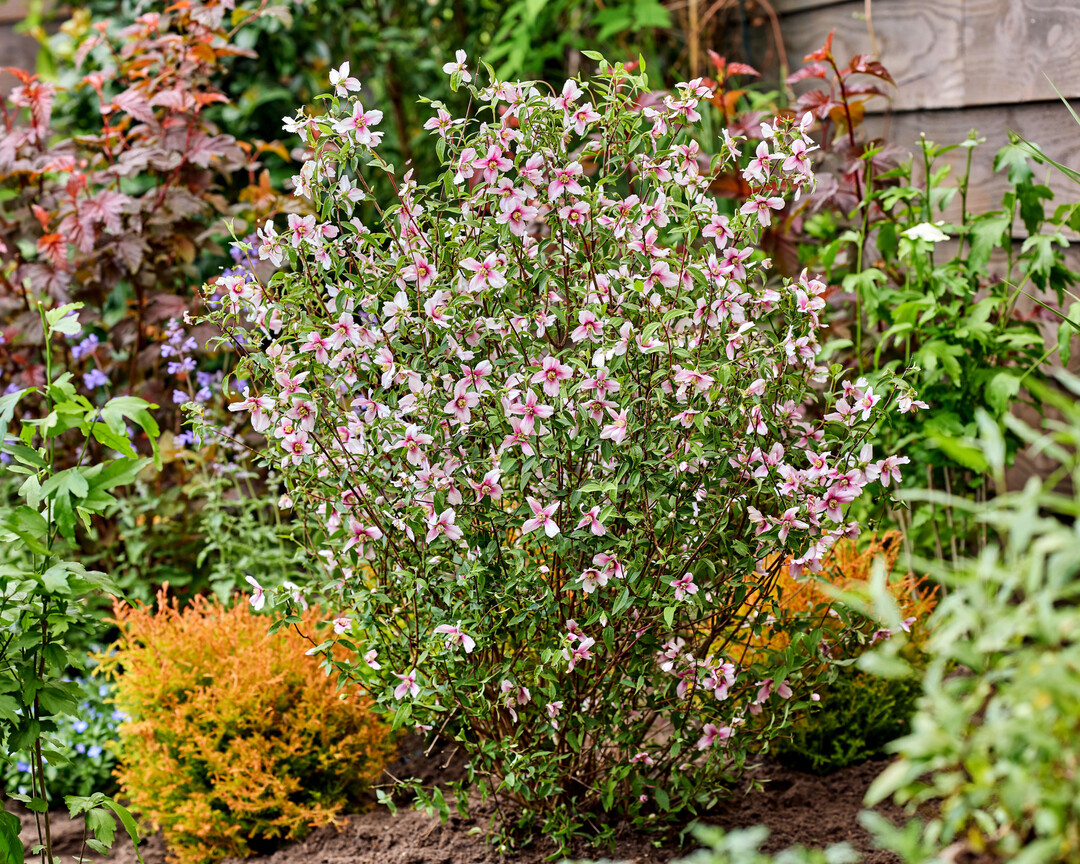 Philadelphus Petite Perfume Pink  Chelsea Plant of the Year