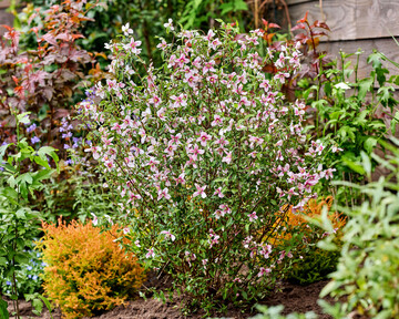 Philadelphus Petite Perfume Pink – Chelsea Plant of the Year