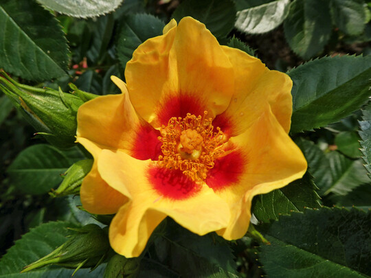 Goldene Rose Baden-Baden f�r Rosa �Orienta Milya�