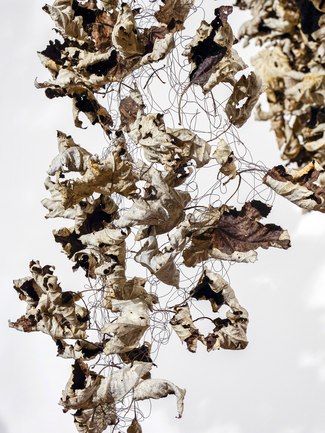 Die Bltter von 
<i>Populus alba </i>
sind in einen gehkelten Schal aus Myrtendraht eingesteckt.