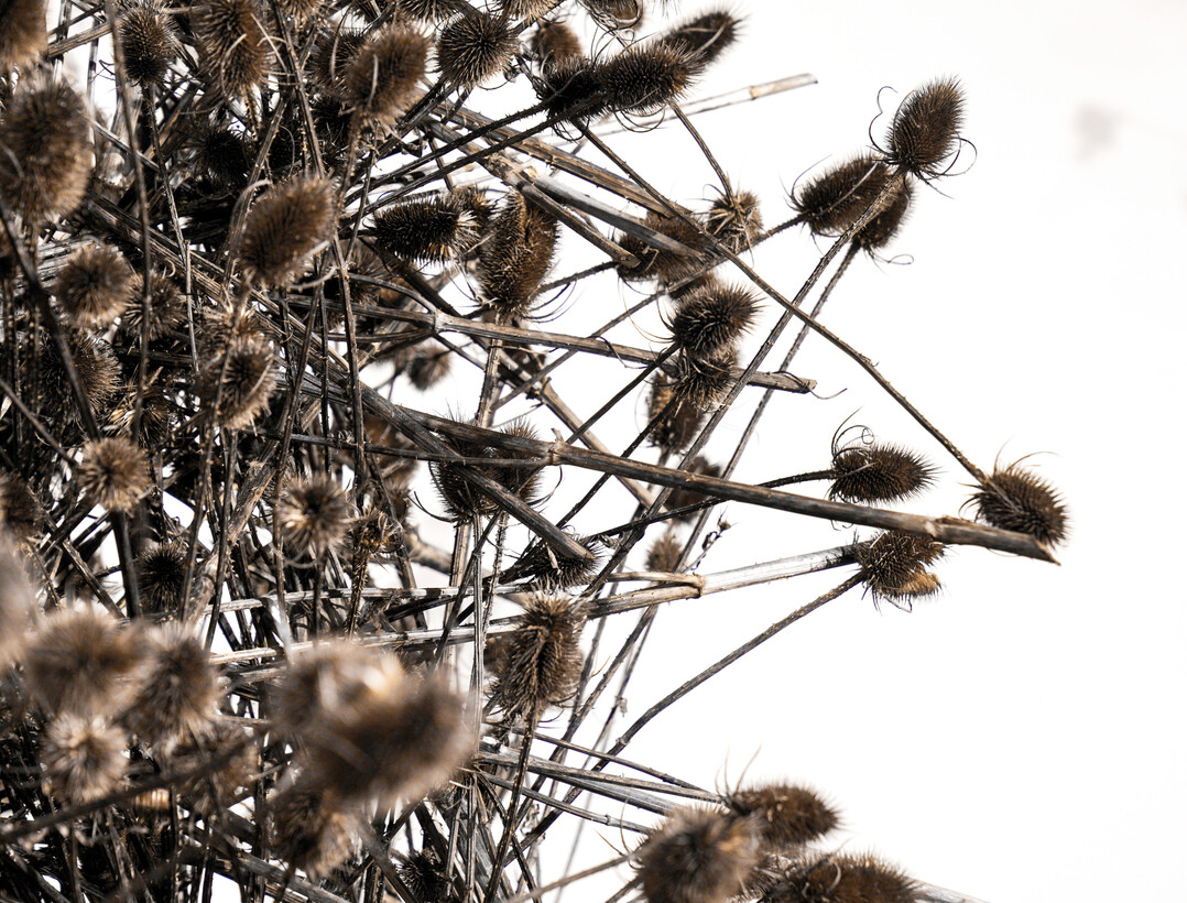 Geschichtet und immer wieder in sich selbst verhakt wird 
<i>Dipsacus fullonum</i>
 zur raumgreifenden Skulptur.
