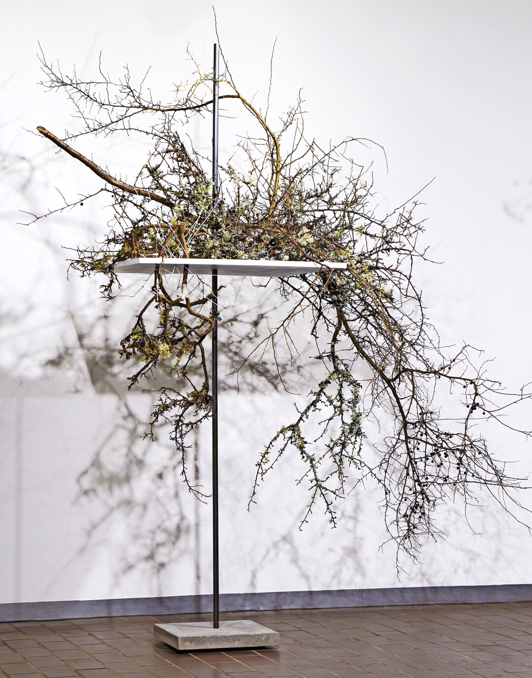 Die Schneewechten ihrer Heimat  dem Allgu  sind Vorbild fr die Arbeit von 
<b>Magdalena Marin</b>
. Die Schneelast liegt oft erdrckend schwer auf Husern und Bumen, ihr Gewicht wird gerne unterschtzt. Ein einzelnes Eiskristall hingegen ist ein fragiles Wunder der Natur. Auf einer weien Holzplatte symbolisieren flechtenbewachsene ste von 
<i>Prunus spinosa </i>
den schweren berhngenden Schnee.