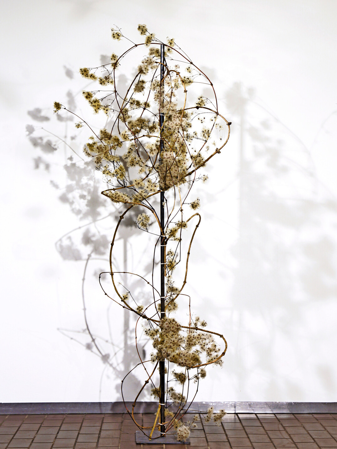 Die Ranken der Waldrebe umwinden Bume und Zune. Sie klettern nach oben, um mit ihren Blttern genug Licht fr die Photosynthese zu erhaschen. 
<b>Luzia Ortlieb</b>
 zeigt die Ranken von 
<i>Clematis vitalba</i>
 jedoch ganz ohne Blatt. Leicht und tnzerisch wirken diese, wie sie sich schwungvoll um die Stange winden, geschmckt von den winterlichen wolligen Fruchtstnden.