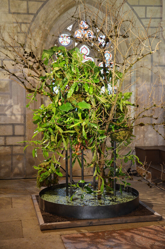 Die Epiphyten-Pflanzung von
<b> Nicole Lackner</b>
schwebt über einer Wasserschale.