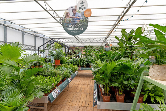 Der Züchterverband „Air So Pure“ wurde gegründet, um hochwertige Pflanzen mit nachweislich starken luftreinigenden Eigenschaften anzubauen und gemeinsam zu vermarkten. Die anspruchsvolle Qualität der „Air So Pure“-Pflanzen wird durch regelmäßige, stichprobenartige Kontrollen sichergestellt.