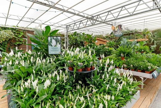 Die erste Zimmerpflanze im Air So Pure-Sortiment war 2007 
<i>Spathiphyllum</i>
. Heute, ber 15 Jahre spter, besteht der Erzeugerverband aus 13 stolzen Mitgliedern, die gemeinsam 20 Produktgruppen anbauen. 