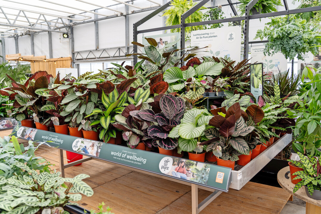 Umsetzung des Air-So-Pure-Konzepts im Gartencenter