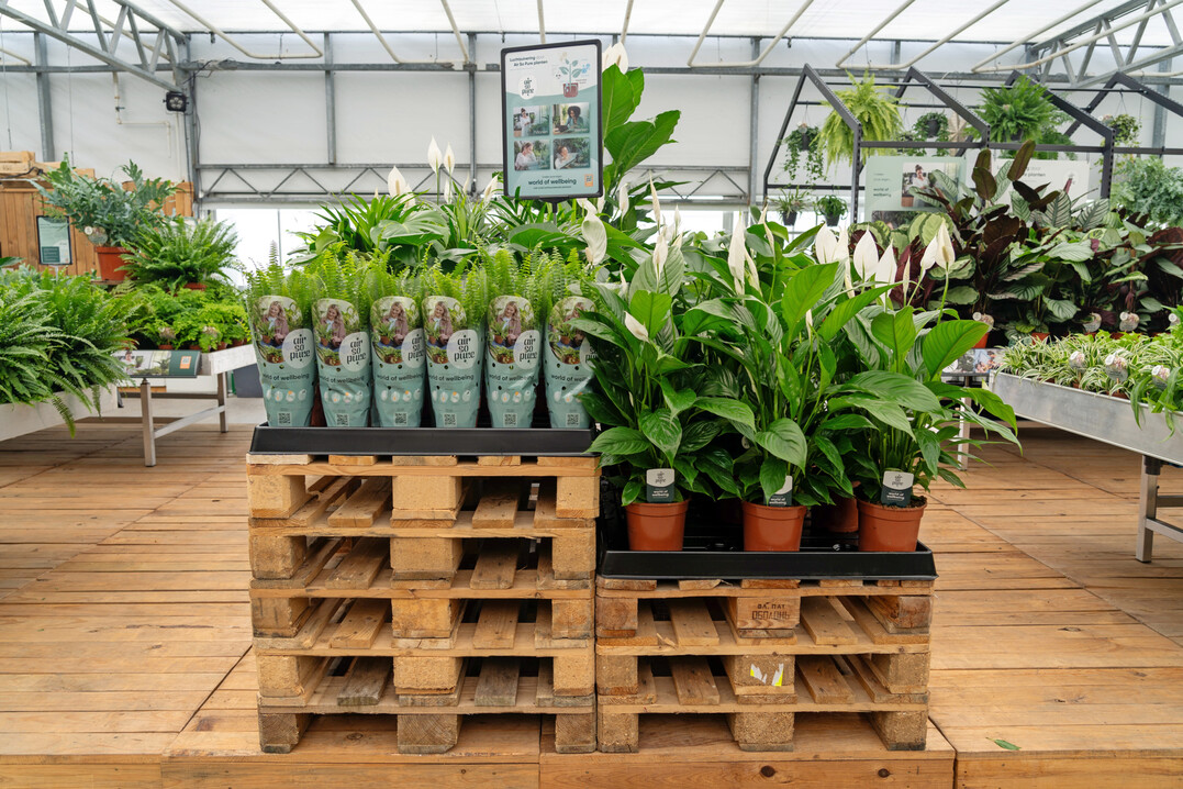 Umsetzung des Air-So-Pure-Konzepts im Gartencenter