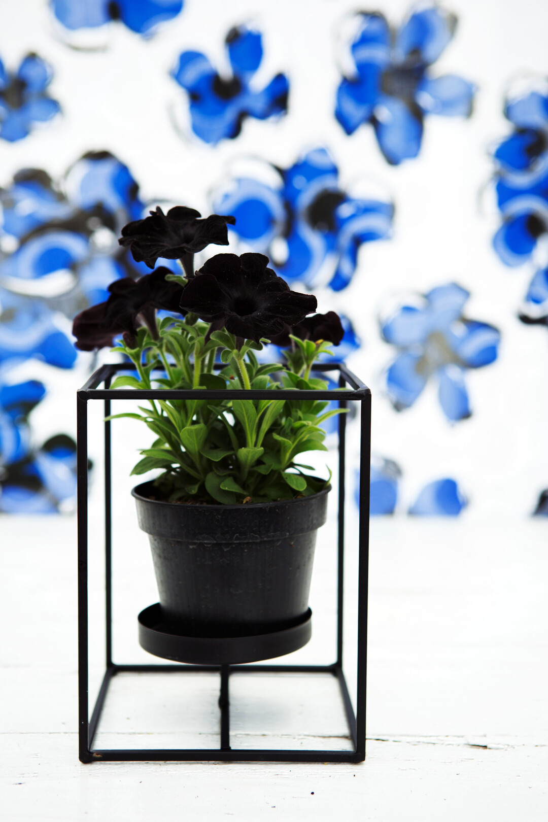 Fr Dark Romance drfen es intensivere, geheimnisvolle Akzente sein: Schwarze Petunien, die optisch dunkel wirken, aber einen hellen Standort lieben.