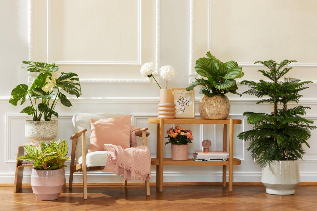 Petit Paris liefert Ideen fr einen freundlichen und unaufgeregten Wohlfhlort.