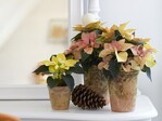 Poinsettien sind nicht nur zu Weihnachten ein beliebter Raumschmuck. In Farbtönen wie Lachs, Rosé, Apricot, Zimt oder Gelb eignen sich Weihnachtssterne auch sehr gut als Herbstdekoration.