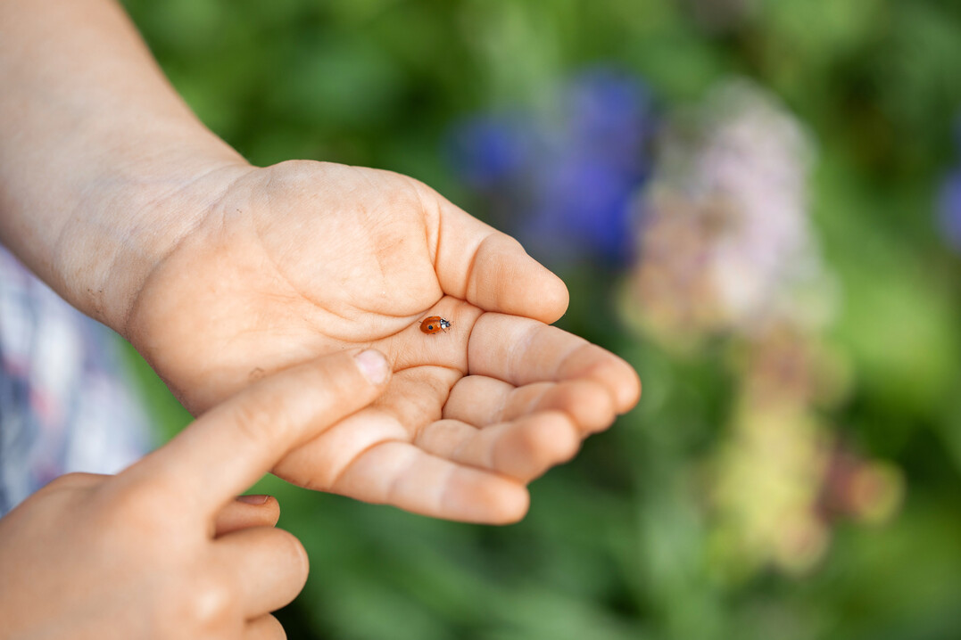 Mit innovativen Produkten Verantwortung f�r vielf�ltige und wertvolle Lebensr�ume von morgen �bernehmen, lautet das Ziel von Andermatt Biogarten. 