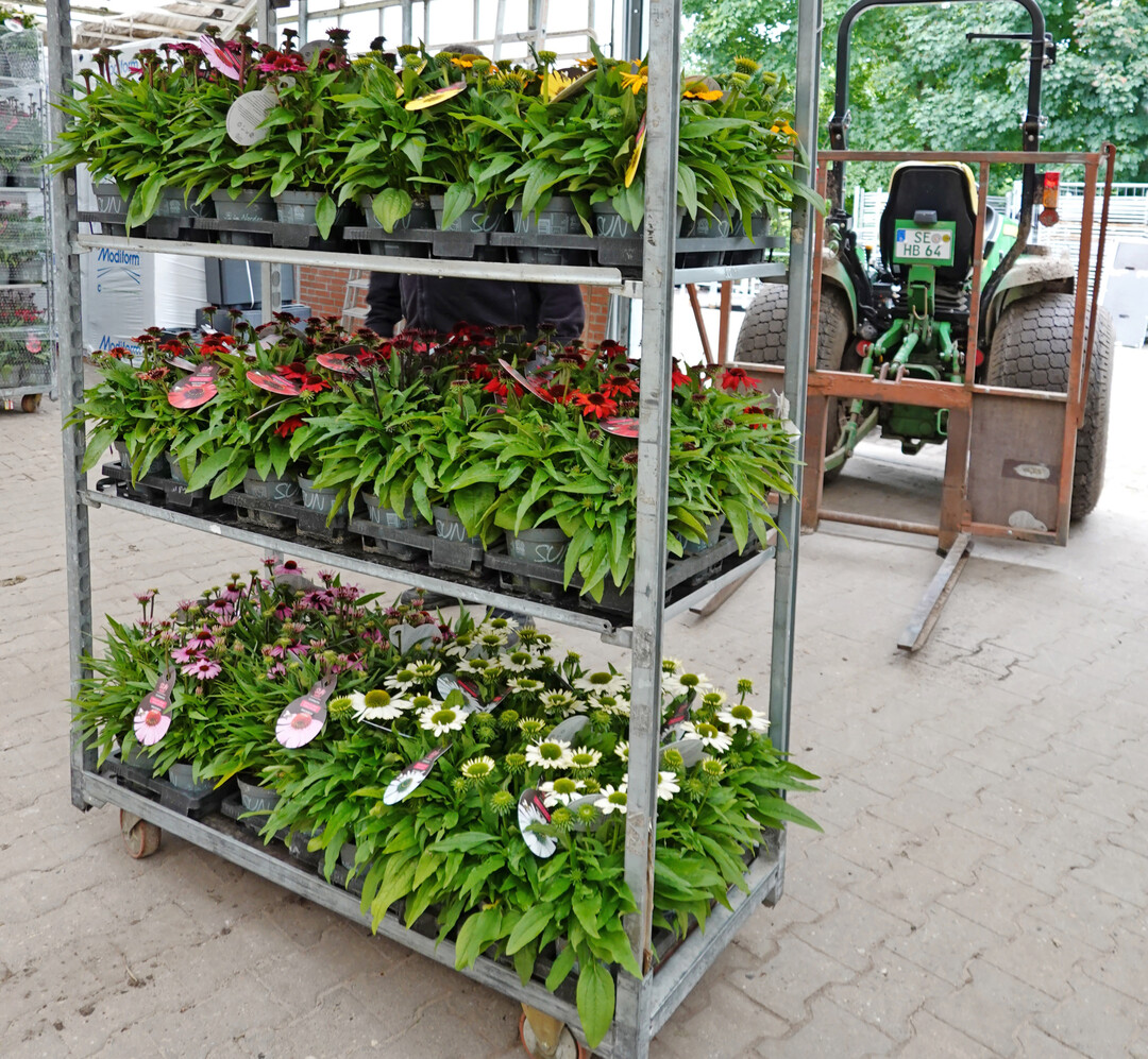 Stauden bleiben neben Beet- und Balkonpflanzen das wichtigste Segment für den deutschen Zierpflanzenbau.