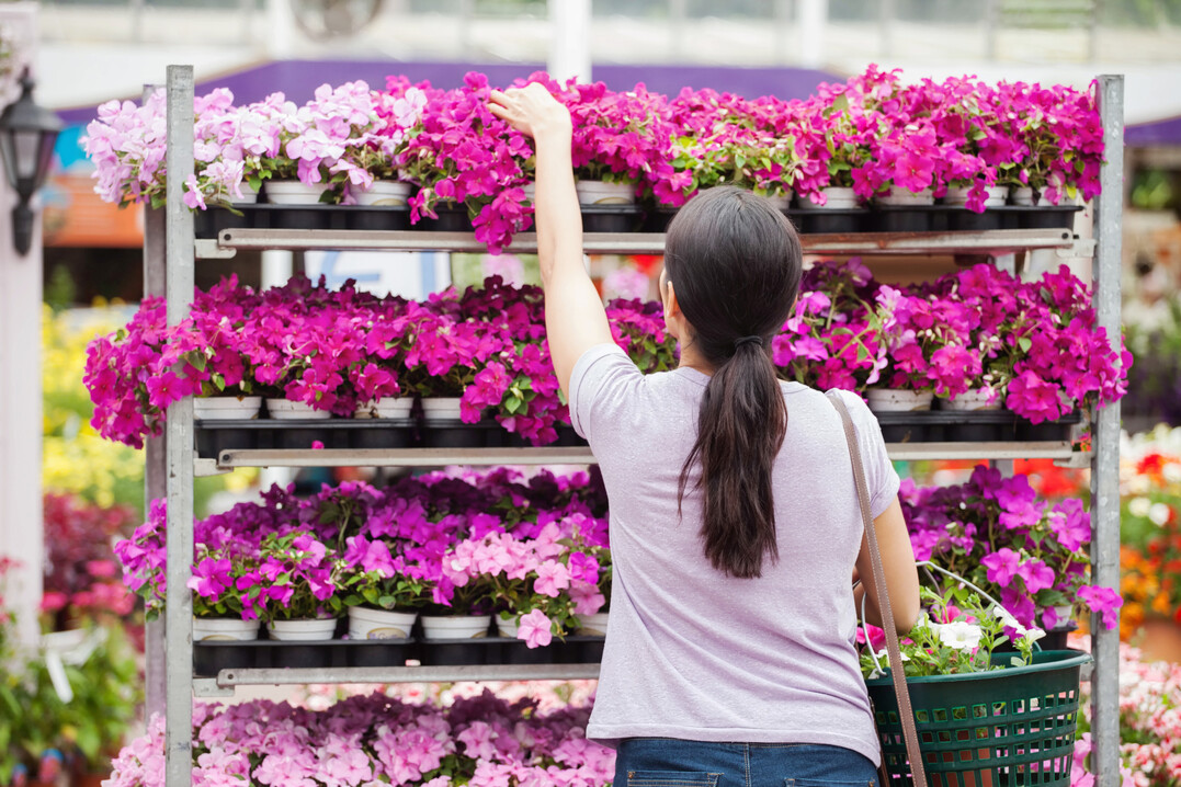 Die Saison beginnt immer fr�her und meist mit gro�er Nachfrage.