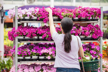Die Saison beginnt immer früher und meist mit großer Nachfrage.