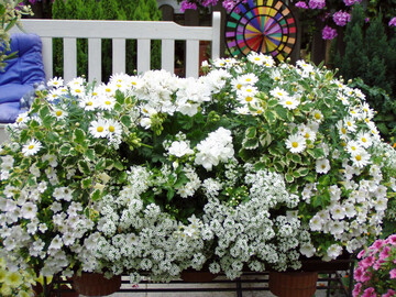 White Magic in Perfektion  ein sommerlanger Bltenzauber auf Balkon und Terrasse