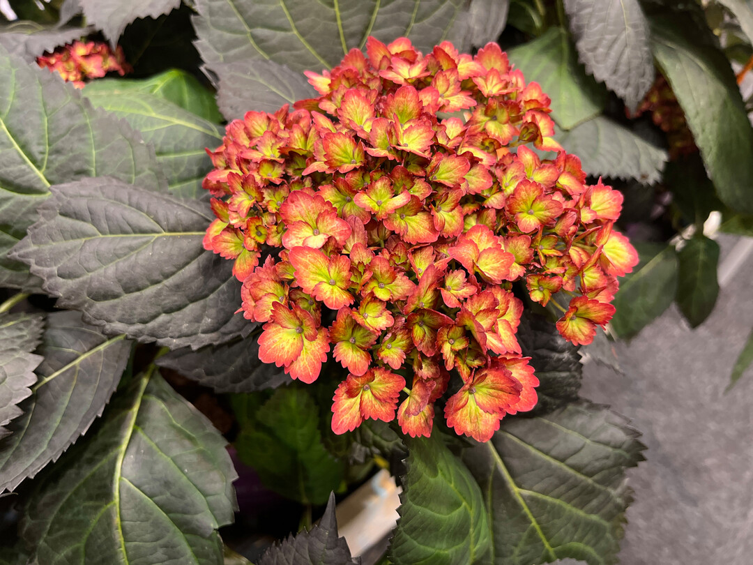 Hydrangea macropylla "Bailmacseven"