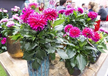 Die nchste Ausgabe der Weltleitmesse des Gartenbaus findet vom 25. bis 28. Januar 2022 in der Messe Essen statt. 