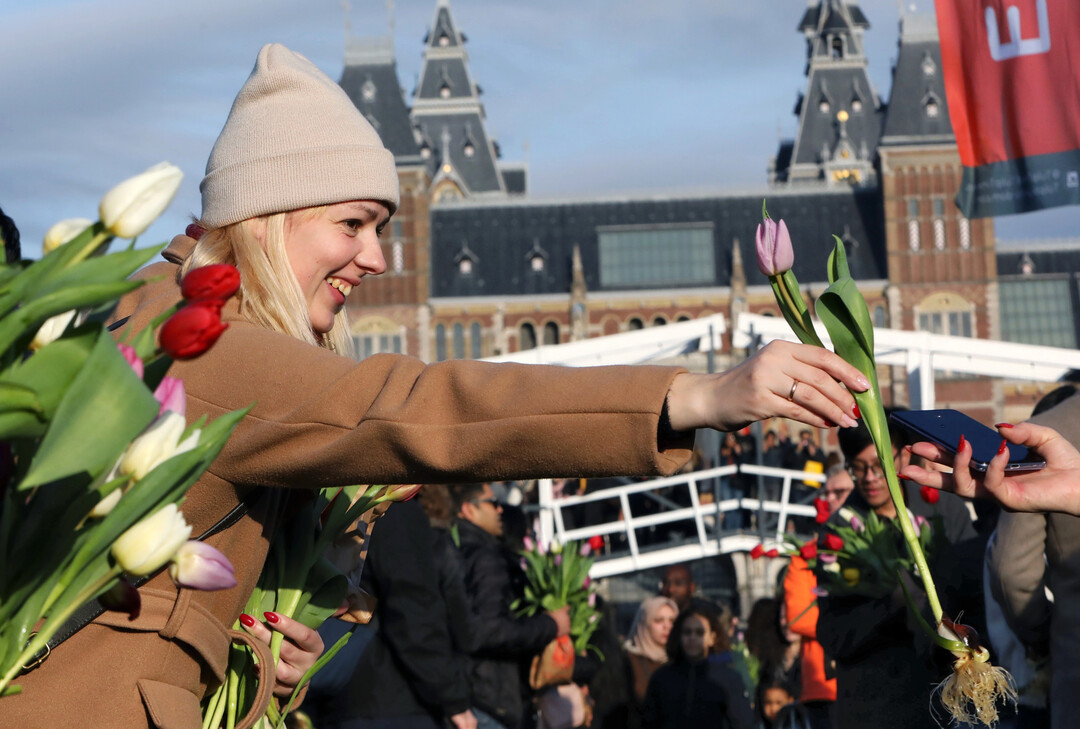 Nach einer kurzen Eröffnungszeremonie konnten Besucher kostenlos Tulpen pflücken.