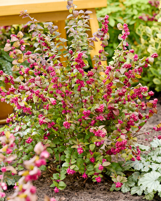 <i>Symphoricarpos </i>
x
<i>chenaultii </i>
Little Berry