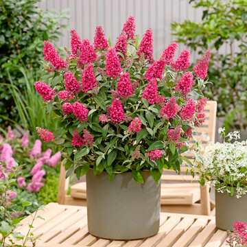 <i>Buddleja davidii </i>
Butterfly Candy Little Cerise
