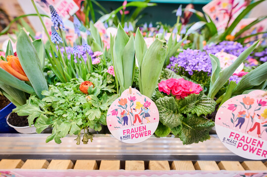 Zum Konzept passen
<i>Campanula</i>
,
<i>Dianthus</i>
,
<i>Tulipa </i>
und
<i>Ranunculus</i>
. Bei den Schnittblumen empfielt Landgard
<i>Rosa </i>
Ecuador „Lola“,
<i>Germini </i>
in orange und
<i>Eryngium </i>
in blau.