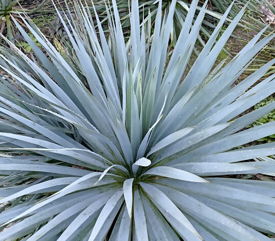 Gewinner der Kategorie Stauden wurde Yucca �French Flag� wegen ihrer starken Panaschierung, dem aufrechten Wuchs sowie ihrer hohen Trockenheitsresistenz.