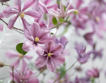 Clematis �Amazing Tokyo� �berzeugte in der Kategorie Schnittblumen durch ihre stabilen Stiele, die offene Bl�tenform und eine gleichm��ige Leistung.