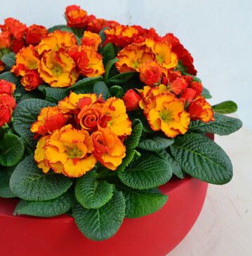<i>Primula acaulis</i>
 Chinese New Year F1