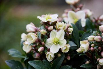 <i>Helleborus </i>
 
<i>Ericsmithii </i>
ViV Olivia