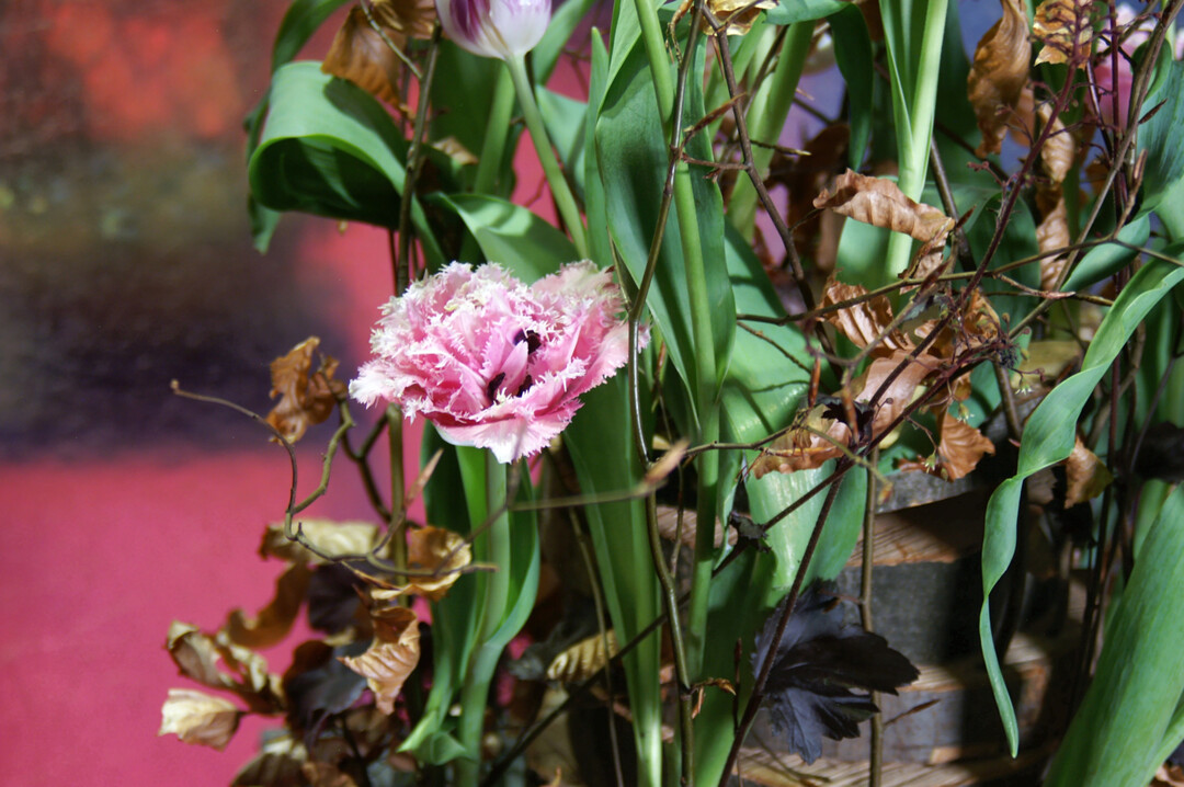 Die Tulpe, mit und ohne Zwiebel, bekam auf der Dresdner Ostern einen geb�hrenden Auftritt, begleitet von der Buche in allen ihren Teilen: Stamm, Ast, Zweig und Blatt.