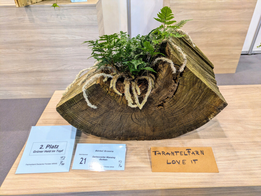 B�rbel Grzenias �Held im Topf� ist der Tarantelfarn. 