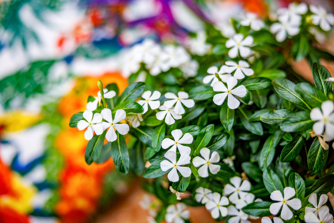 In derKategorie
<b> Beet- und Balkonpflanze</b>
ist als IPM Neuheit 2024
<i>Catharanthus roseus </i>
Soireee White der Firma MNP/Suntoryaus den Niederlanden ausgezeichnet. Die Innovation dieser 
<i>Catharanthus </i>
sind die sehr kleinen Blten und der kompakte, kleine Wuchs. Ein tolles Geschenk, denn sie ist pflegeleicht, gut fr sonnige Standorte, hitzetolerant und hat einen geringen Wasserbedarf, ist aber auch unempfindlich bei lnger anhaltendem Regen. Die bltenreiche Sorte blht ununterbrochen von Mrz bis November.