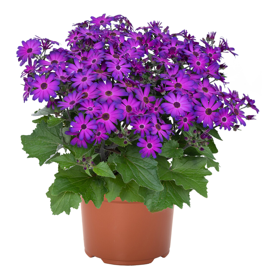 In derKategorie 
<b>Frhjahrsblher</b>
entschied sich die Expertenkommission fr
<i>Pericallis cruentus </i>
Mandala Plus Magic Purple der Firma Dmmen Orangeaus Rheinberg. Das Besondere an dieser Sorte ist die fluoreszierende Bltenfarbe und die energiesparende Kultur. Sie verzweigt sich sehr gut, auch ohne Hemmstoffe. Die weit leuchtende Bltenfarbe ist ein toller Farbeinstieg in die Frhjahrssaison, mit einer Bltezeit von Mrz bis Ende Mai. Das dunkle Laub bietet einen tollen Kontrast zur Blte und macht die Sorte damit komplett. Sie eignet sich gut als Einzelpflanze, aber auch prima mit mehreren im Kbel.