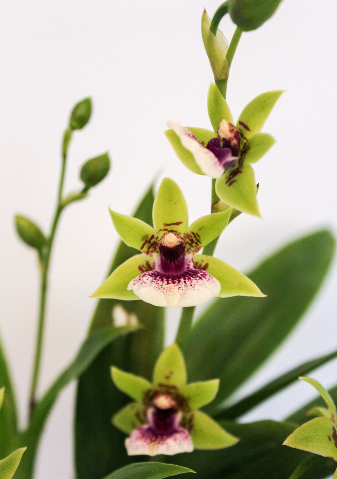 In der Kategorie
<b>Blhende Zimmerpflanzen</b>
erhlt
<i>Zygopetalum </i>
Oxygen Optimistic (AK8) der Firma Alpha Orchids Breedingaus de Lier in den Niederlanden. Eine Orchidee mit duftenden Blten und einer hohen Anzahl an Bltenrispen, mit der sie zu einer Pflanze mit Mehrwert wird. Sie ist sehr produktiv, wchst kompakt und hat eine sehr reizvolle Bltenfrbung, die in interessantem Kontext zur Blattfarbe steht. Sie ist eine groe Bereicherung fr das Orchideensortiment.