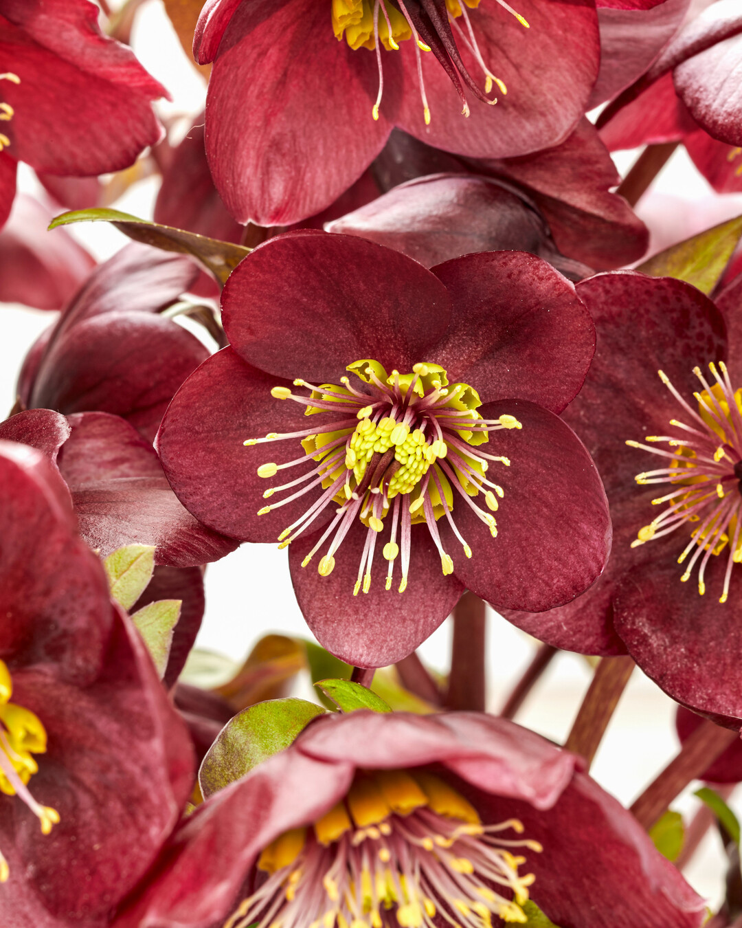 In der Kategorie 
<b>Stauden</b>
 erhlt den Titel IPM Neuheit 2024 
<i>Helleborus hybrida</i>
 Frostkiss Vibey Velvet der Firma AllPlant aus den Niederlanden. Das strahlende Burgunderrot macht sie zu einer Kostbarkeit und ist beispielhaft fr den zchterischen Fortschritt. Das interessant gederte Laub stellt einen tollen Kontrast zu den Blten dar, die  nicht selbstverstndlich fr 
<i>Helleborus </i>
 gut ber dem Laub stehen und somit die Pflanze ber das ganze Jahr hinweg zum Hingucker im Beet macht. Mit dem frhen Bltezeitpunkt ein gefundenes Fressen fr nektarsuchende Bienen.